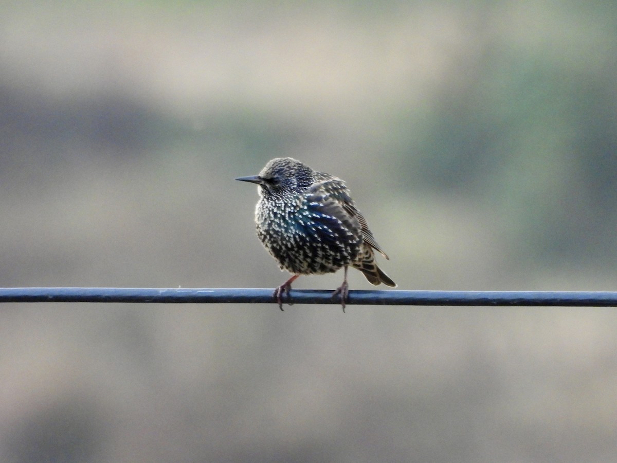 European Starling - ML645703811