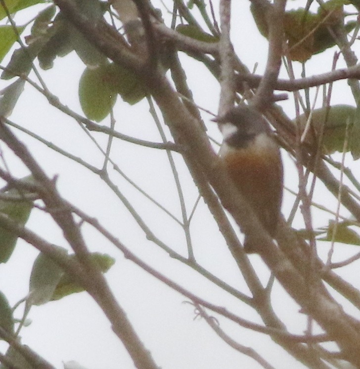 Rufous Whistler - ML645703812