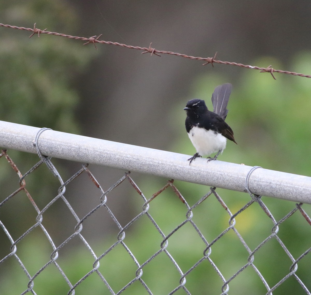 Willie-wagtail - ML645703814