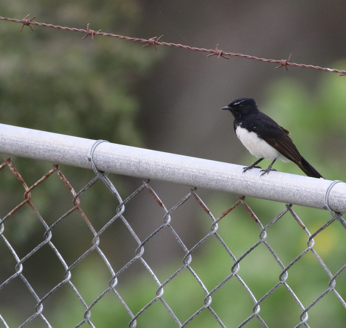 Willie-wagtail - ML645703815