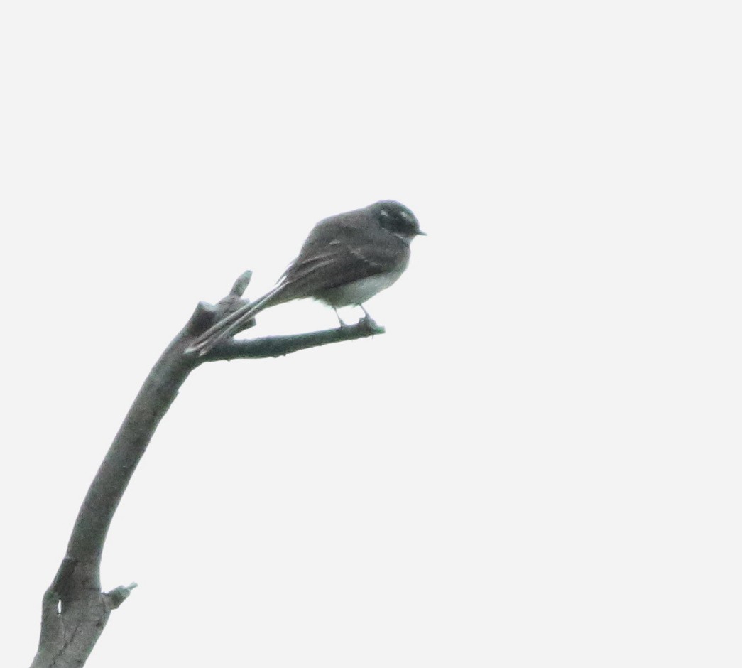 Gray Fantail - ML645703816