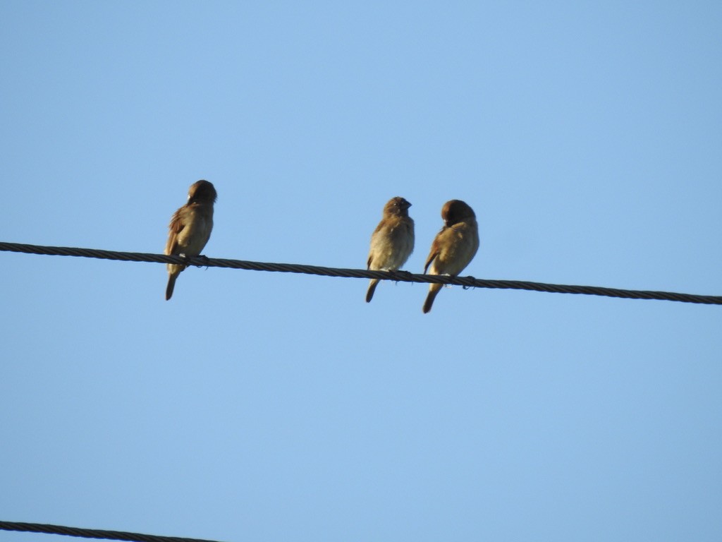 Scaly-breasted Munia - ML645703823