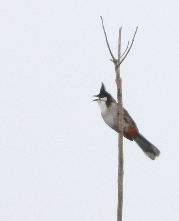 Red-whiskered Bulbul - ML645703824