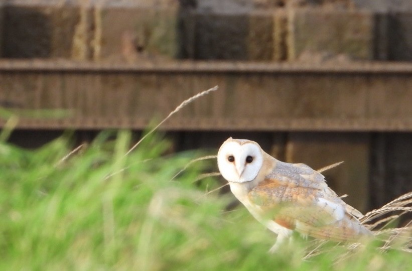 Western Barn Owl - ML645703825