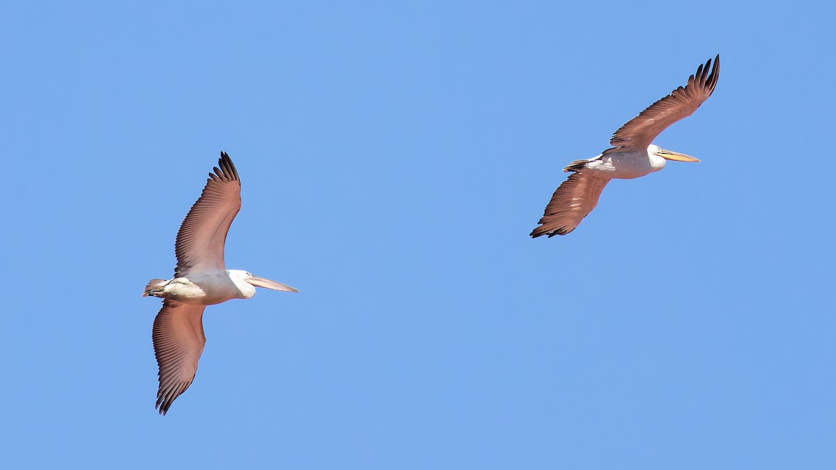 Dalmatian Pelican - ML645703826