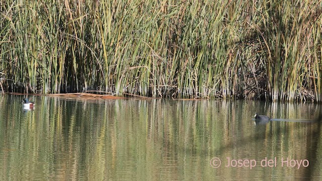 Eurasian Coot - ML645703827