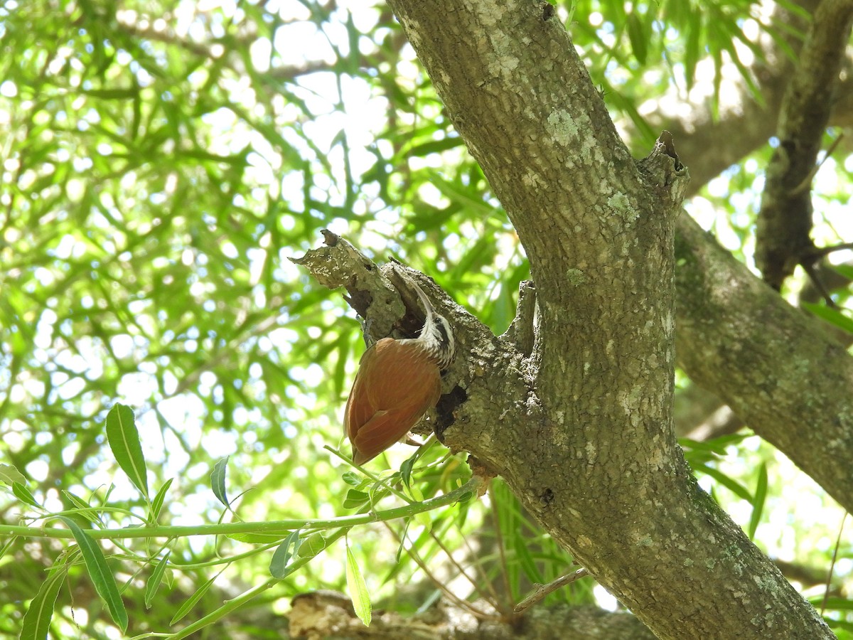 Narrow-billed Woodcreeper - ML645703829