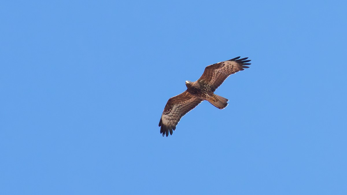 European Honey-buzzard - ML645703831
