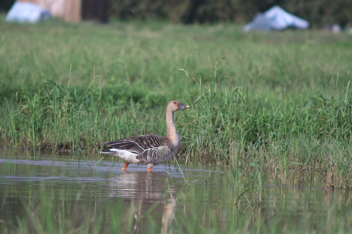 Taiga Bean-Goose - ML645703833