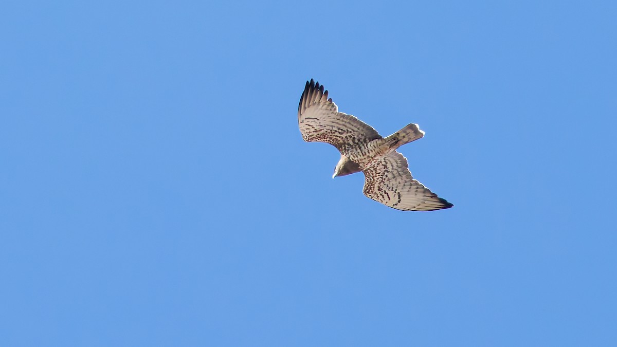 Short-toed Snake-Eagle - ML645703837