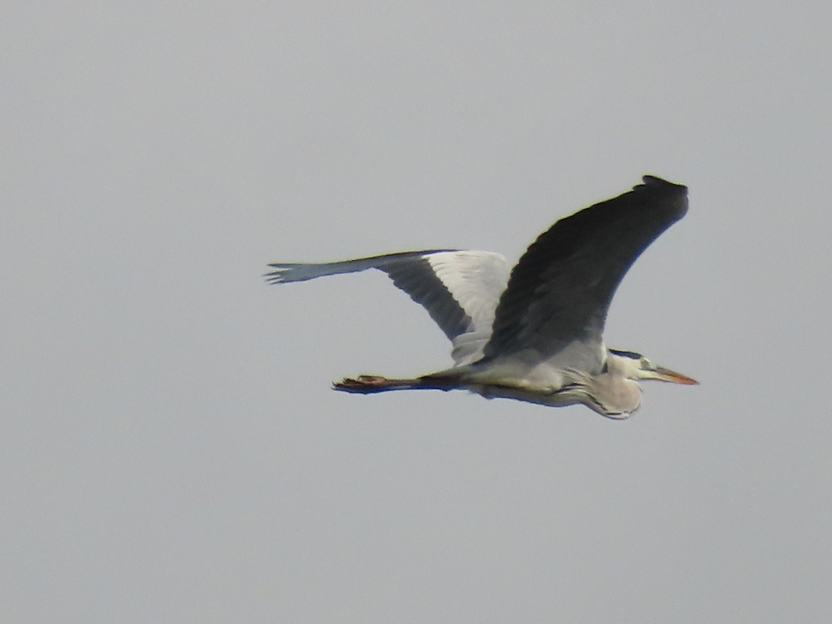 Gray Heron - ML645703838