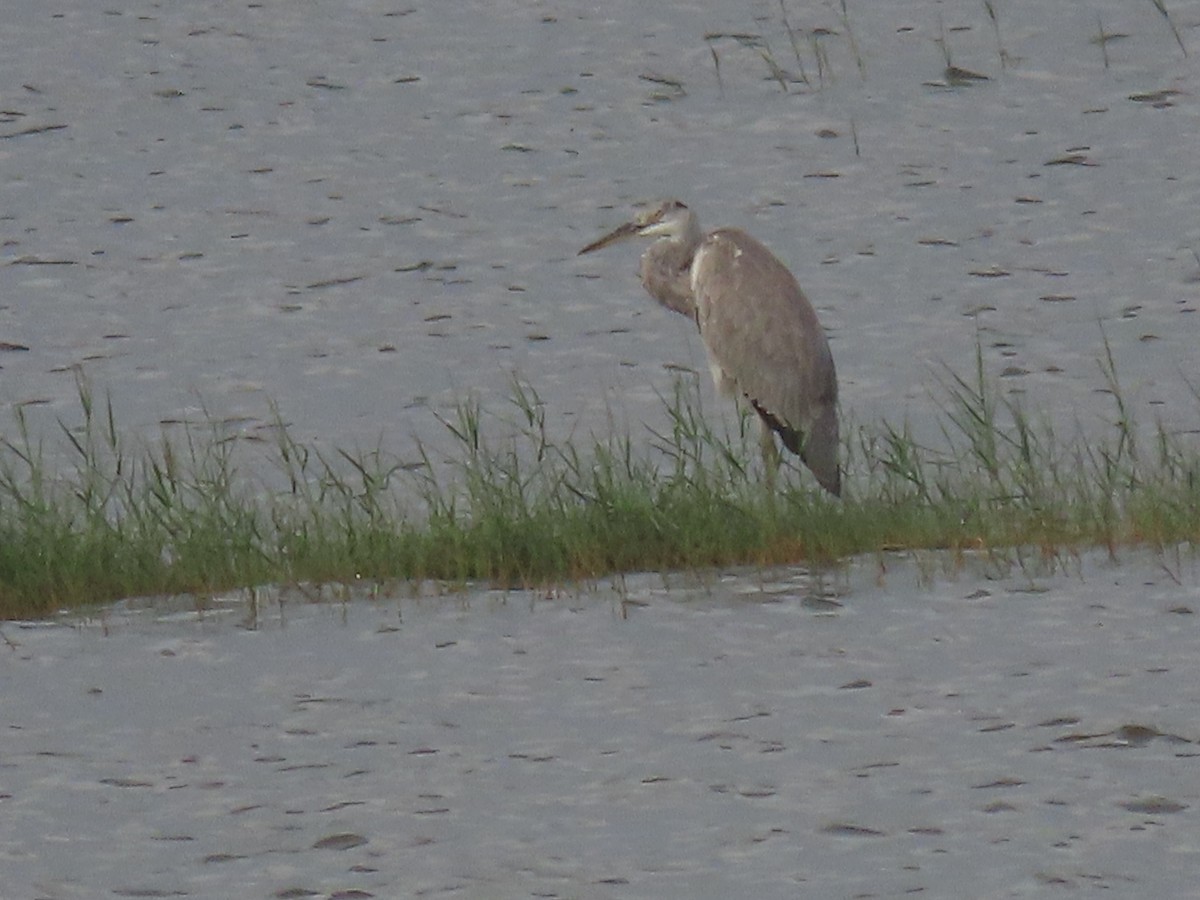 Gray Heron - ML645703839