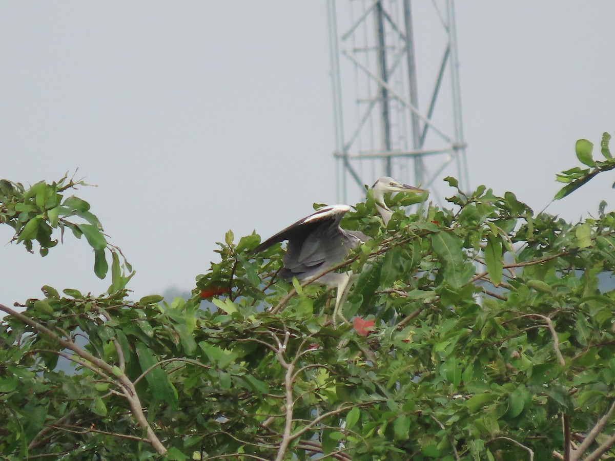 Gray Heron - ML645703840