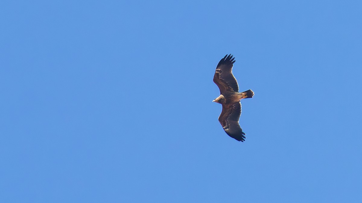 Greater Spotted Eagle - ML645703841
