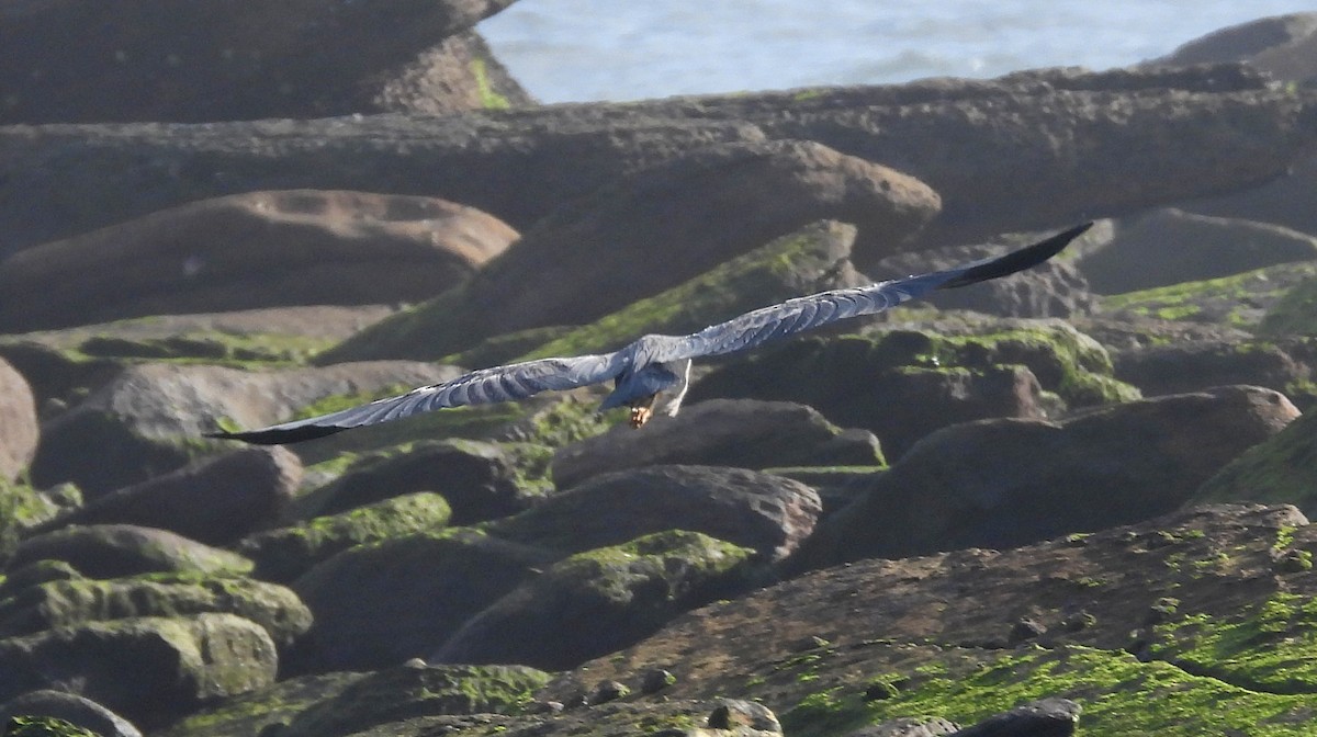White-faced Heron - ML645703843