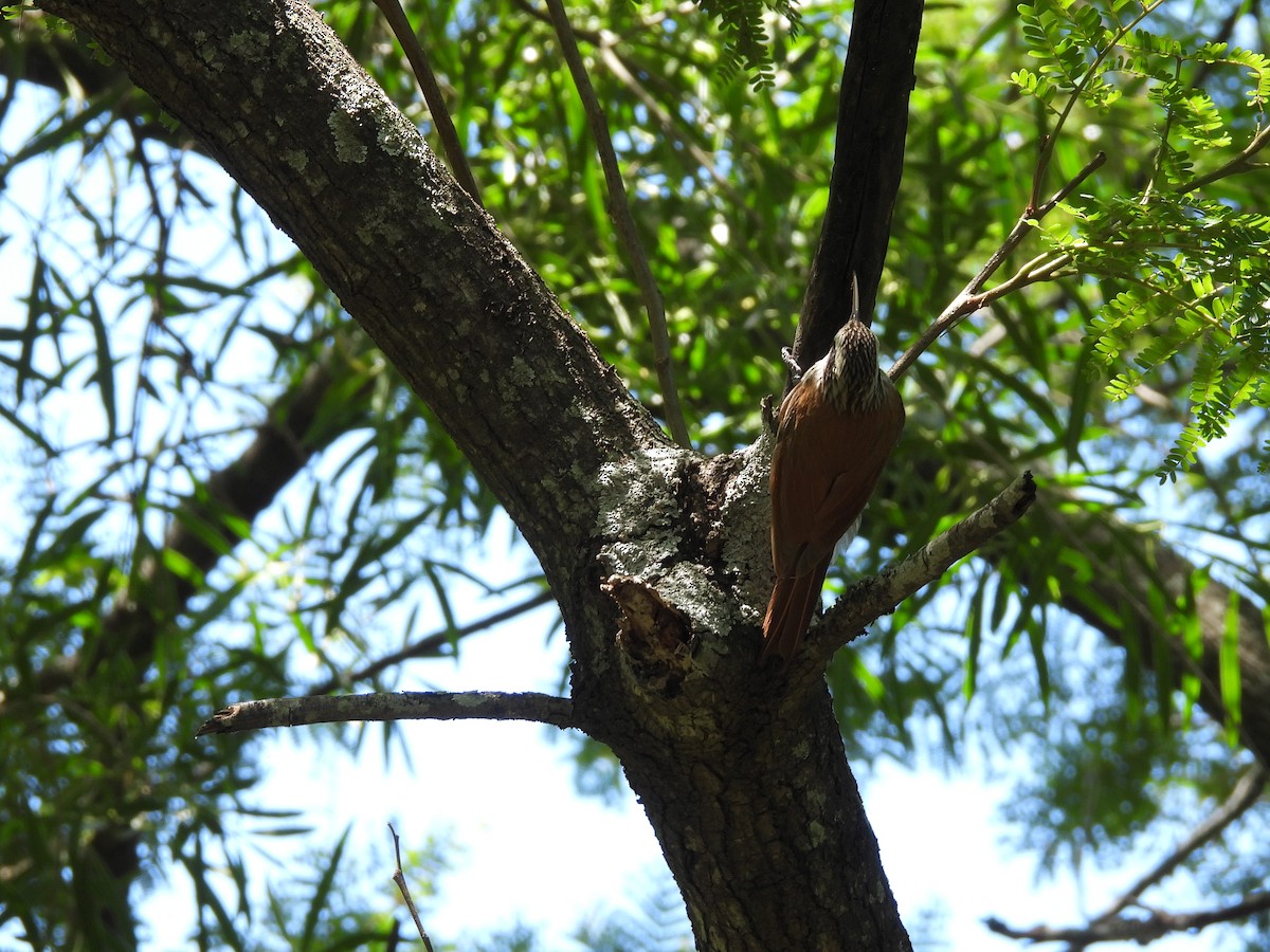 Narrow-billed Woodcreeper - ML645703844