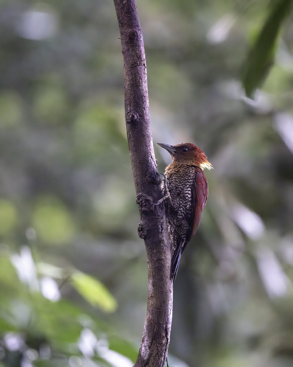 Banded Woodpecker - ML645703846
