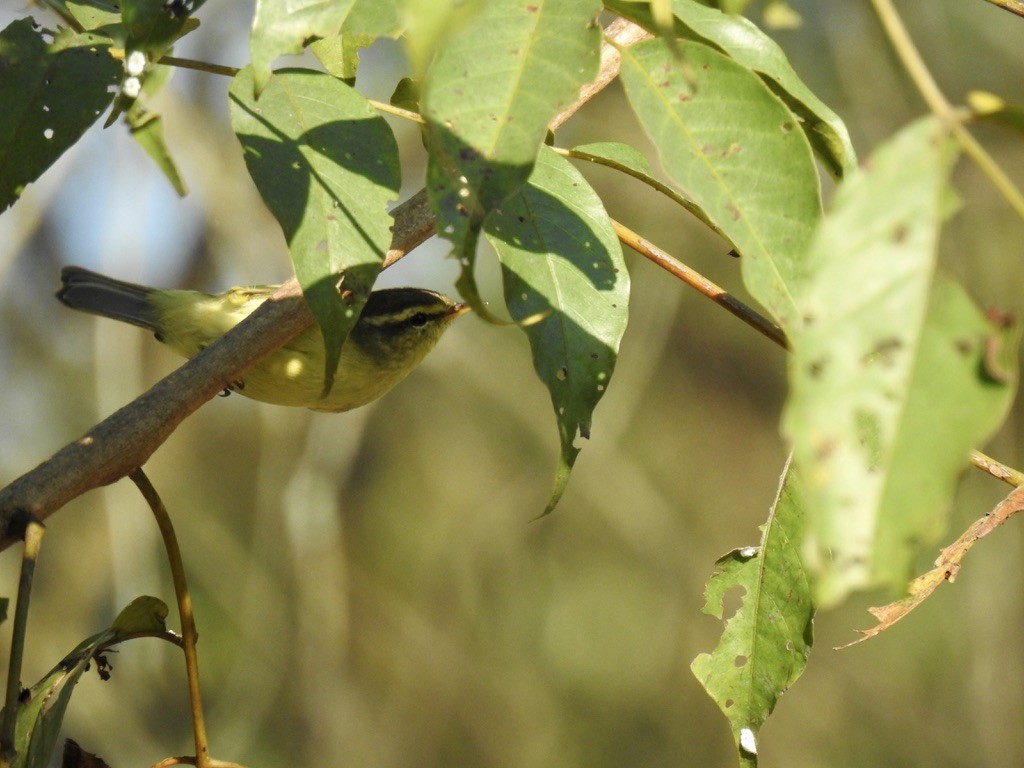 Tickell's Leaf Warbler - ML645703848