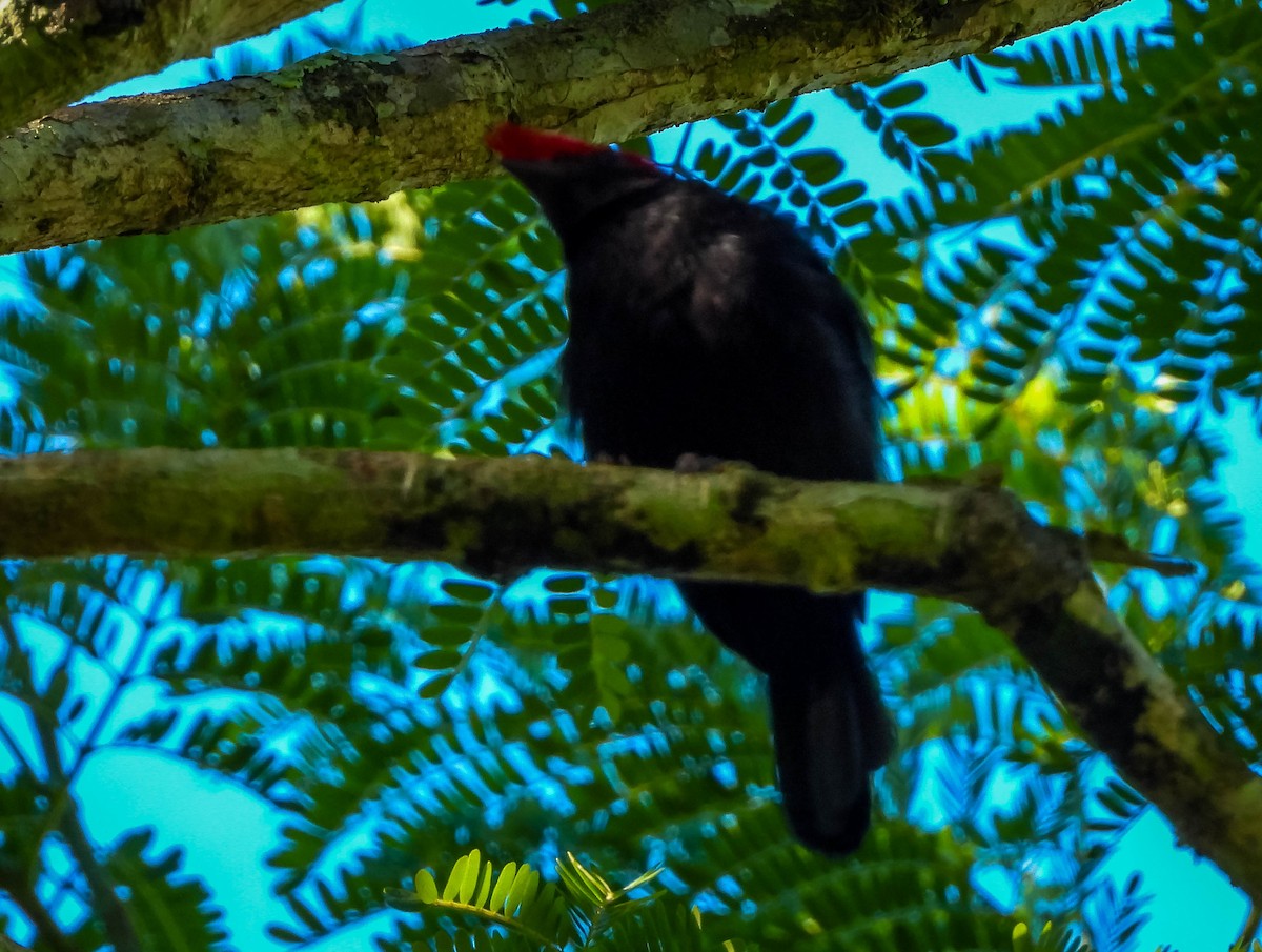 Helmeted Manakin - ML645703849