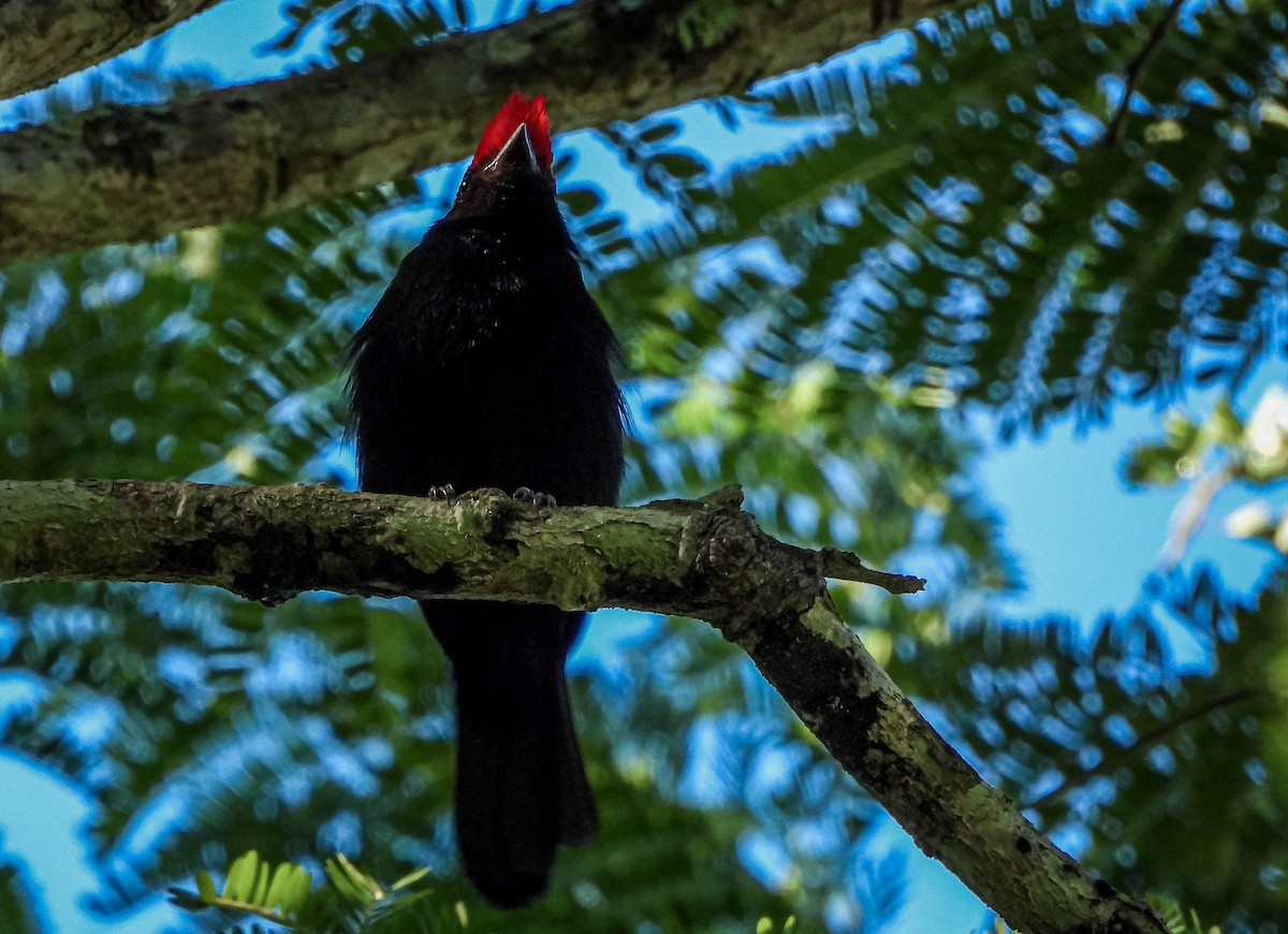 Helmeted Manakin - ML645703850
