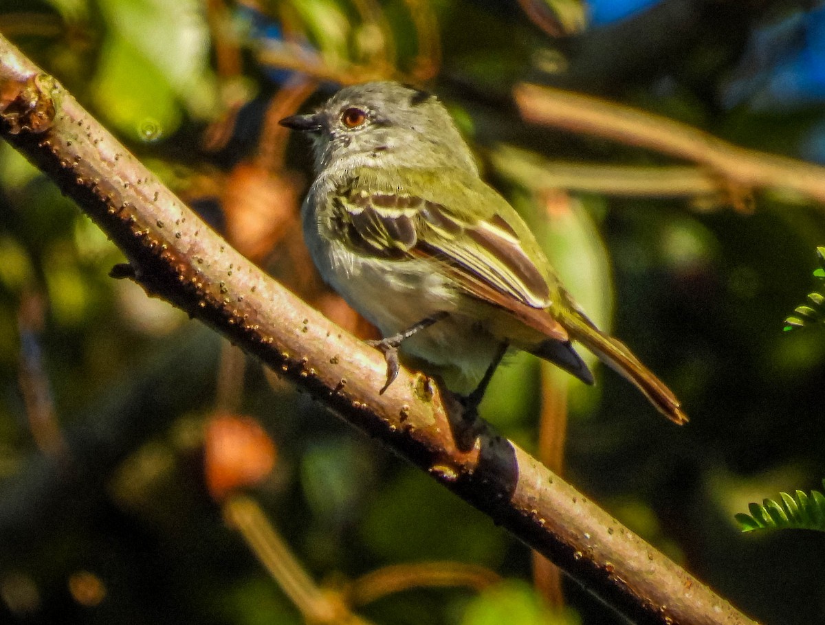 Gray-headed Elaenia - ML645703851