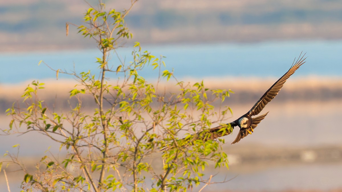 Western Marsh Harrier - ML645703852