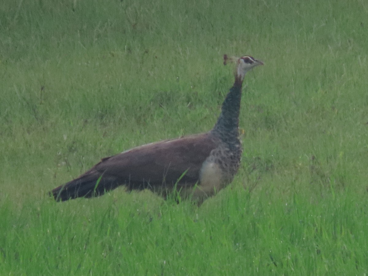 Indian Peafowl - ML645703853