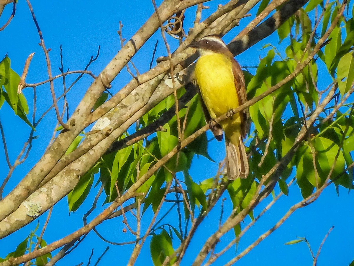 Social Flycatcher - ML645703854