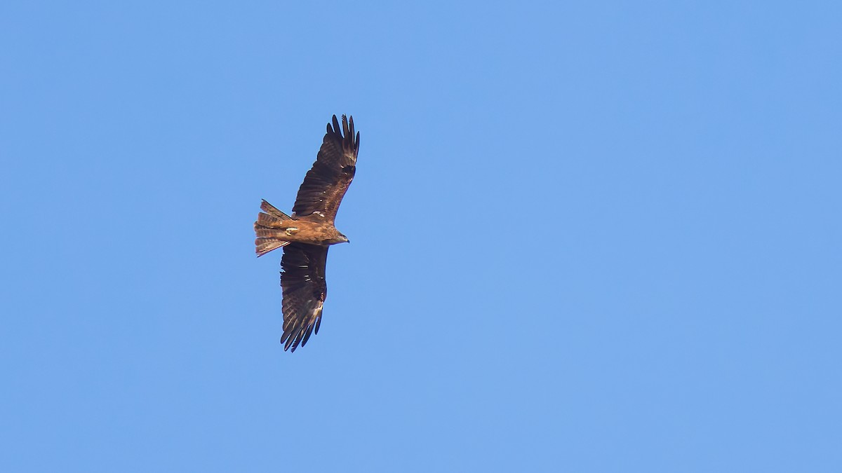 Black Kite - ML645703855