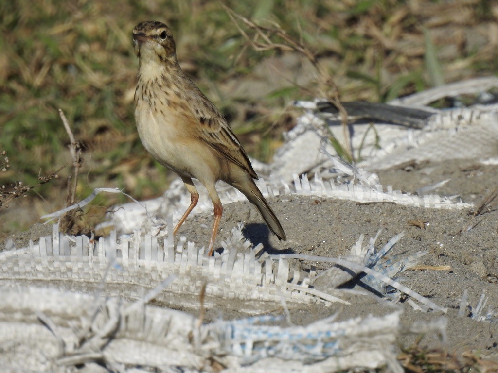 Paddyfield Pipit - ML645703857