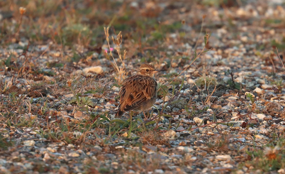 Wood Lark - ML645703858