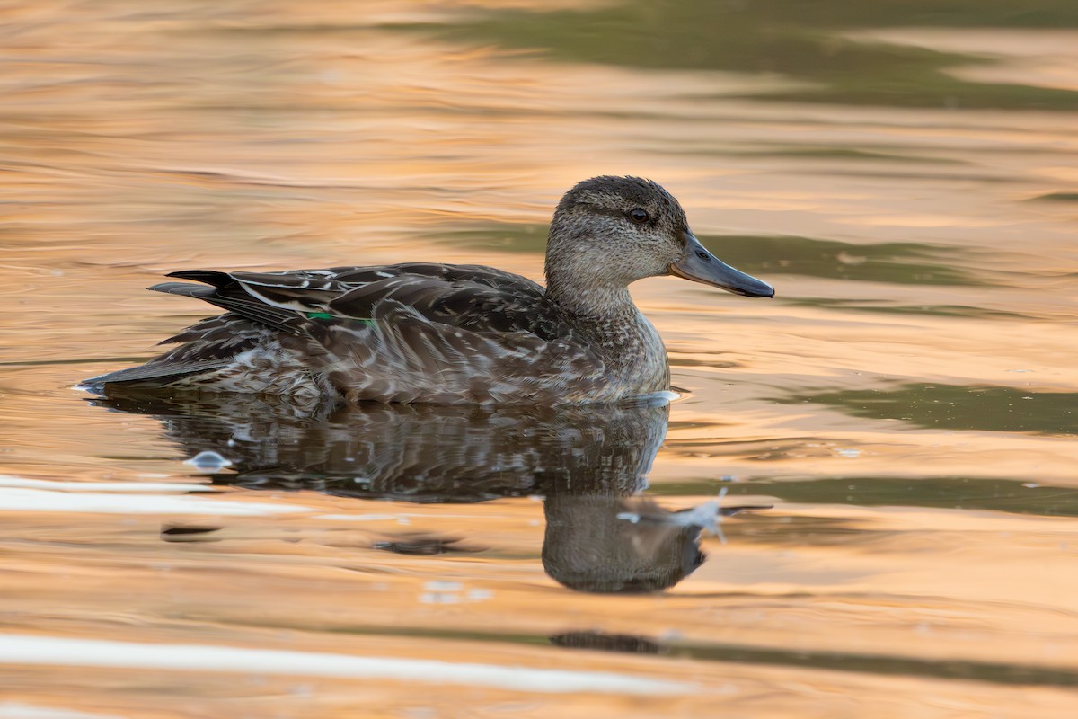 Green-winged Teal - ML645703859