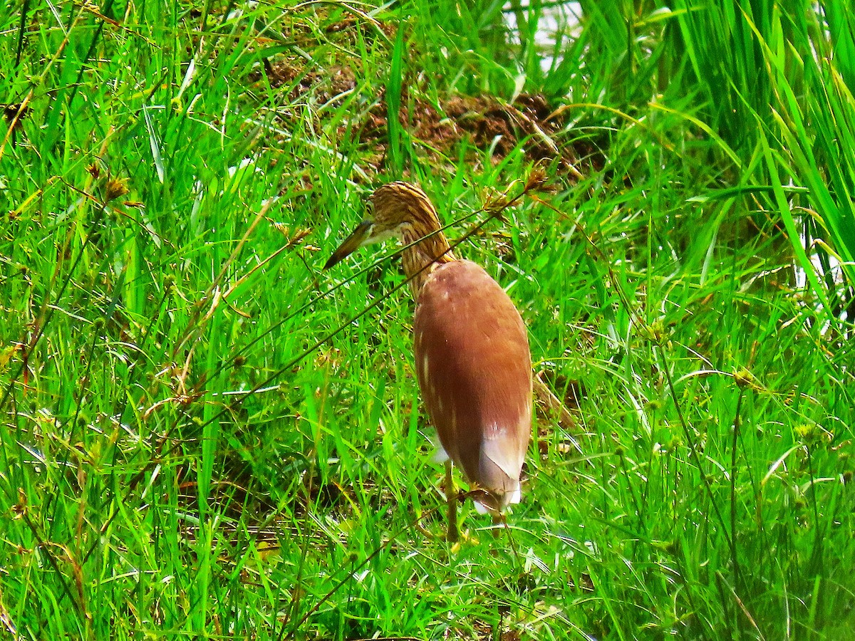 Indian Pond-Heron - ML645703861