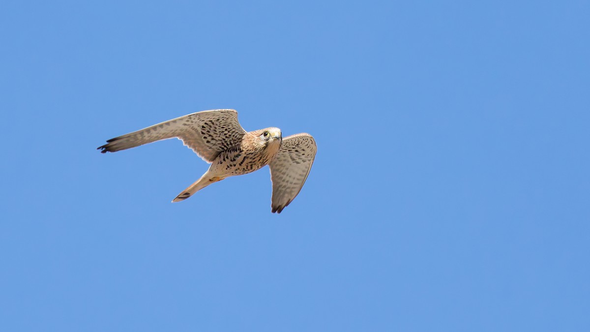 Eurasian Kestrel - ML645703862