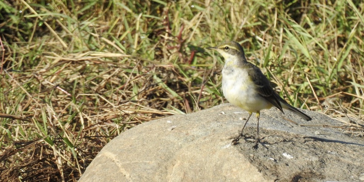 Citrine Wagtail - ML645703863