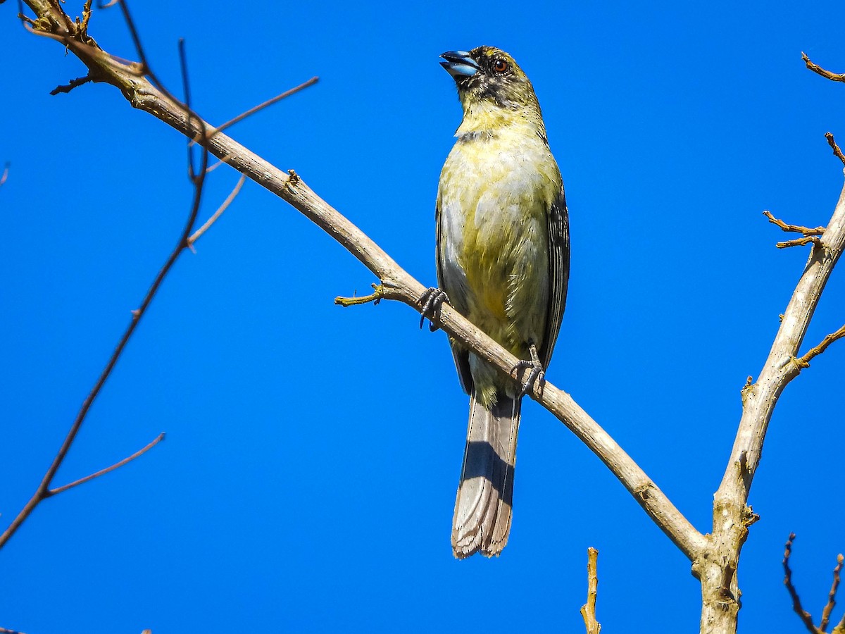 Black-faced Tanager - ML645703864