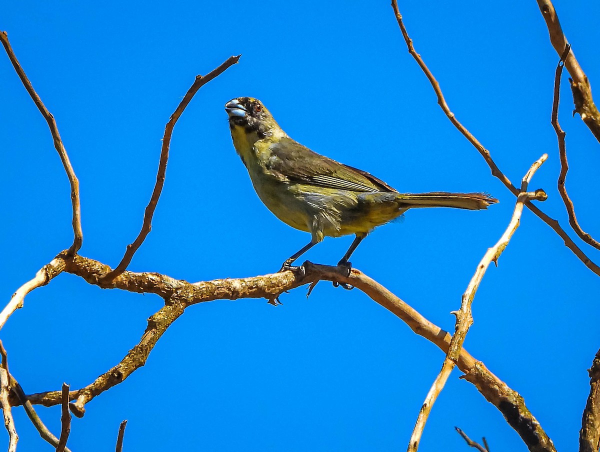 Black-faced Tanager - ML645703865