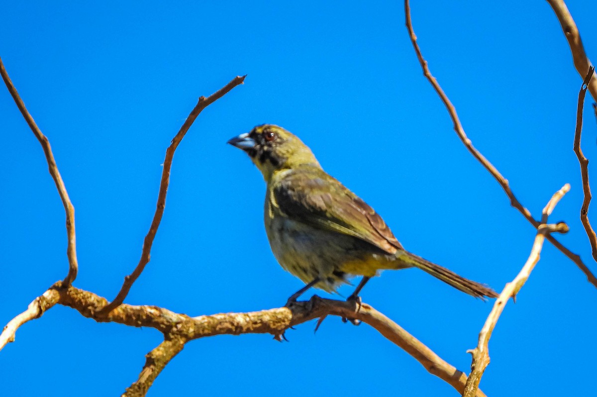 Black-faced Tanager - ML645703866