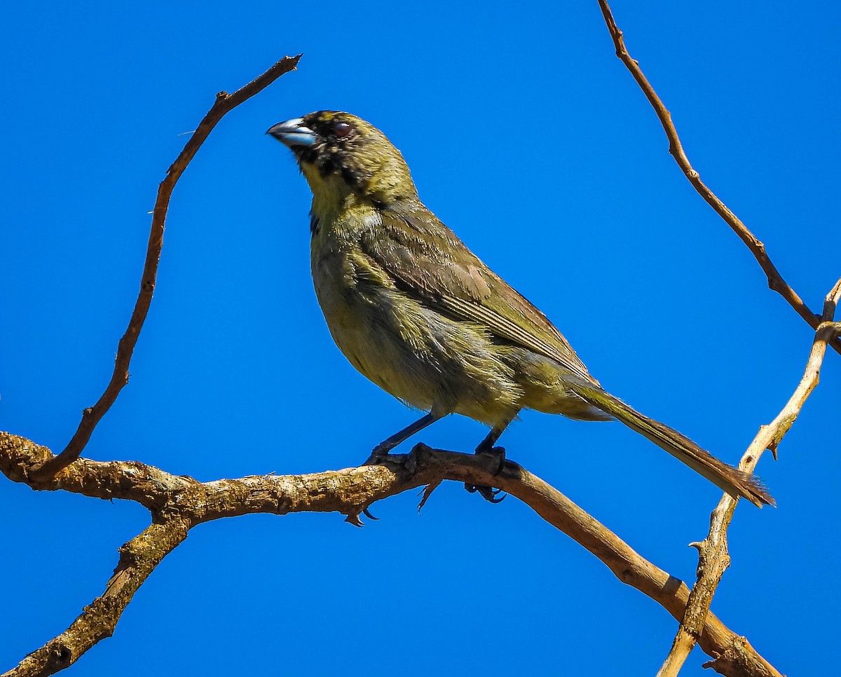 Black-faced Tanager - ML645703867