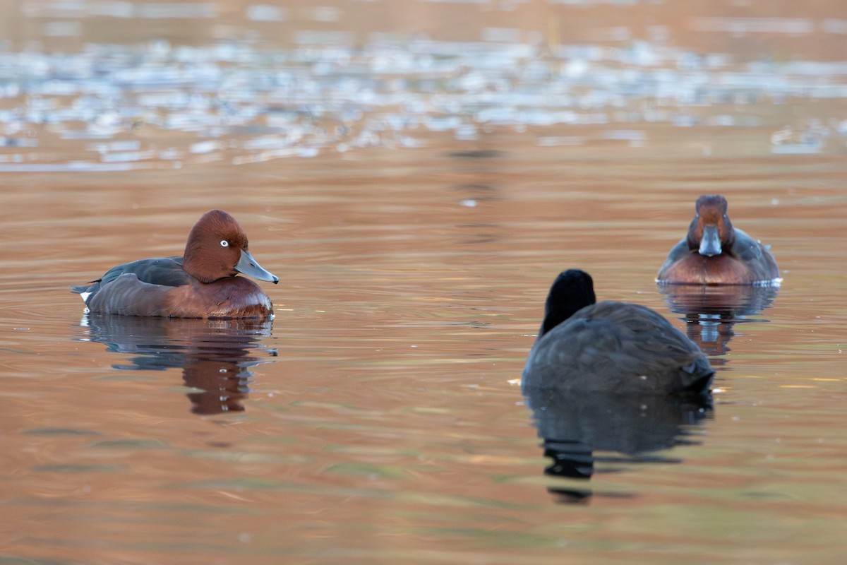 Ferruginous Duck - ML645703868