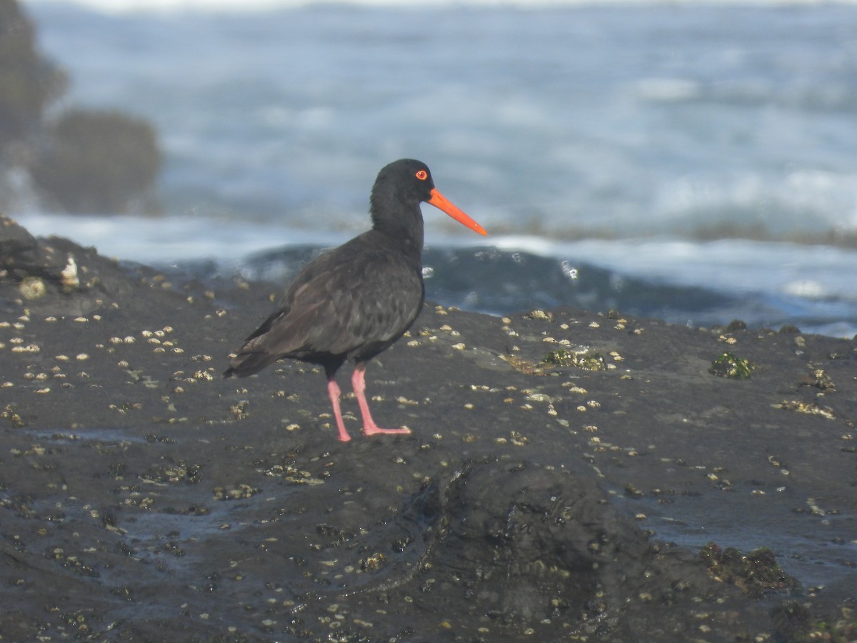 Sooty Oystercatcher - ML645703869