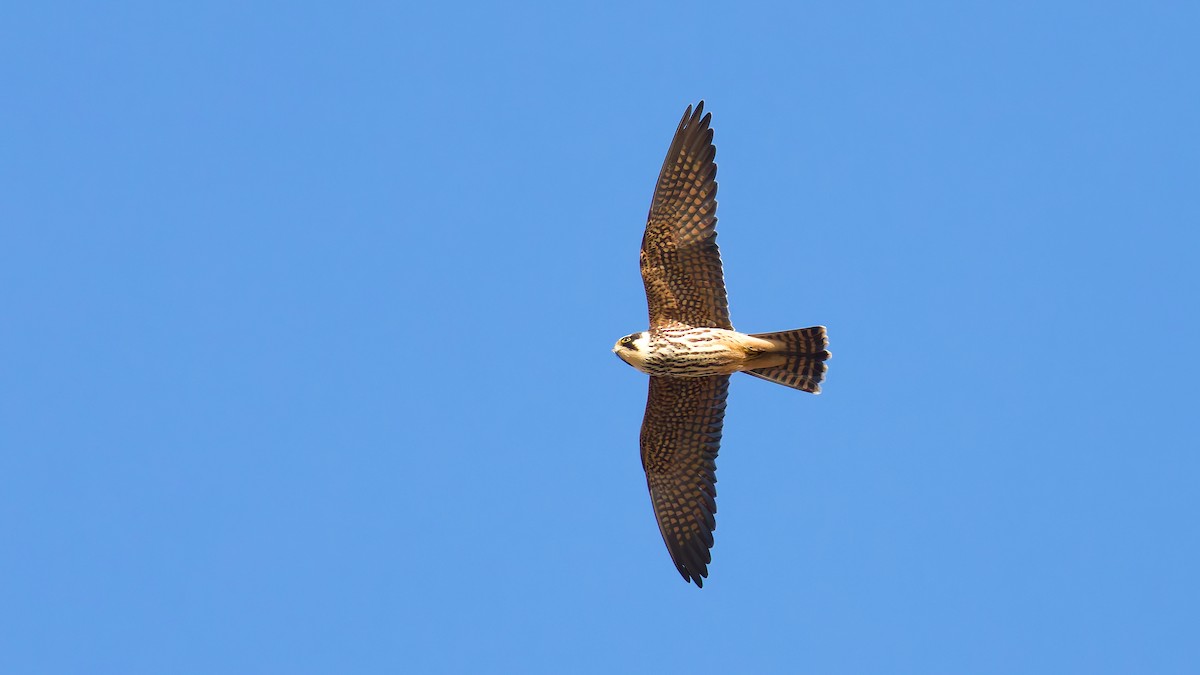 Eurasian Hobby - ML645703870