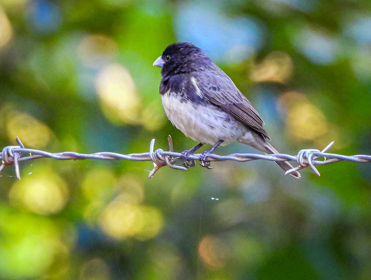 Yellow-bellied Seedeater - ML645703872