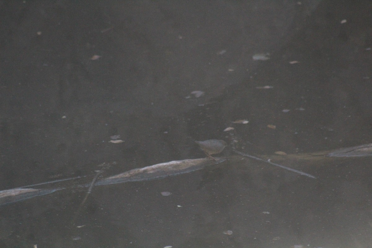 American Dipper - ML645703873