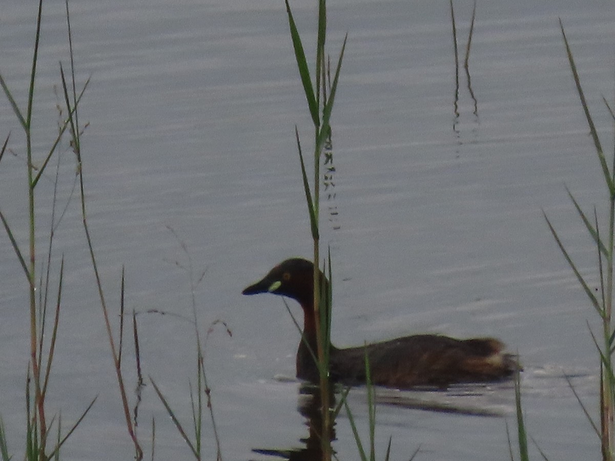 Little Grebe - ML645703874