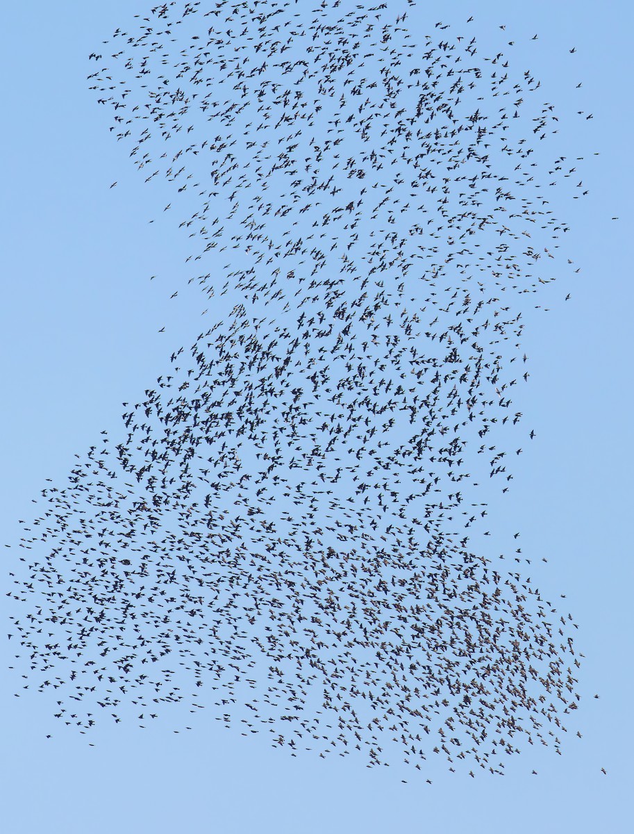 European Starling - ML645703878