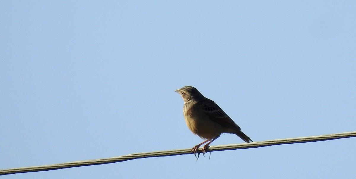 Black-faced Bunting - ML645703879