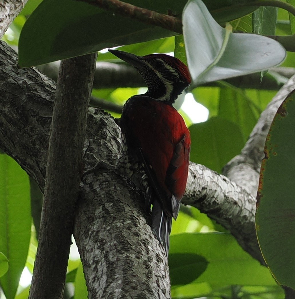 Crimson-backed Flameback - ML645703880