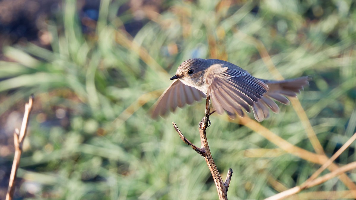 Spotted Flycatcher - ML645703881