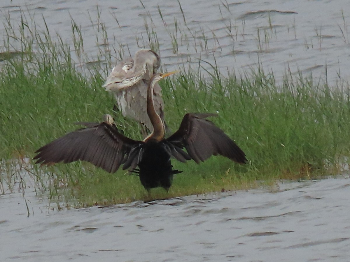 Oriental Darter - ML645703883